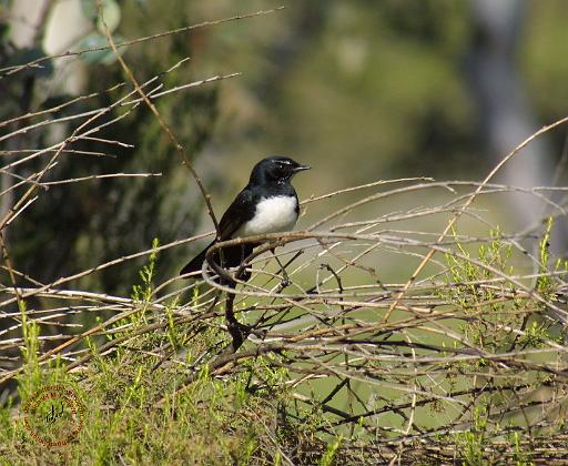 Willie Wagtail 9P27D-40.JPG